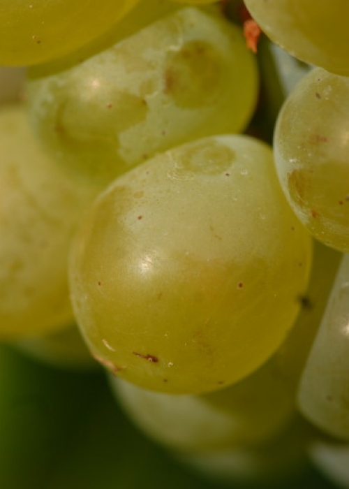 weisser Elbling Beere 1
